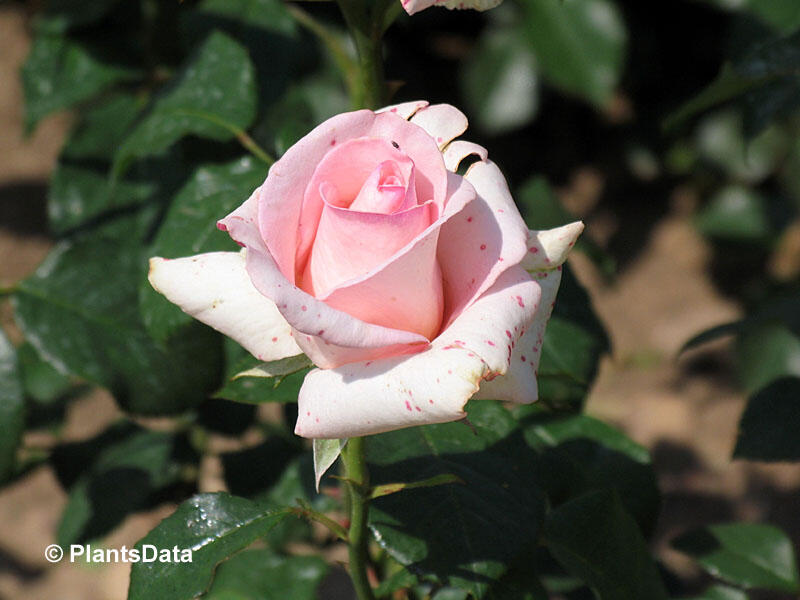 Růže velkokvětá 'Flamingo' - Rosa VK 'Flamingo'