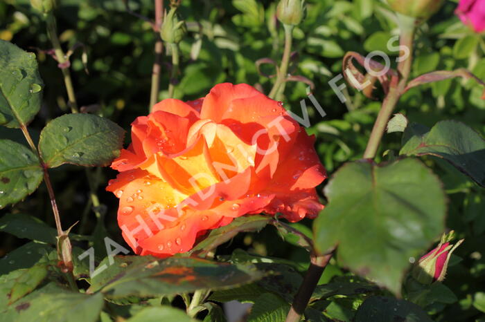 Růže velkokvětá 'DDR' - Rosa VK 'DDR'