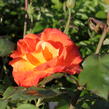 Růže velkokvětá 'DDR' - Rosa VK 'DDR'