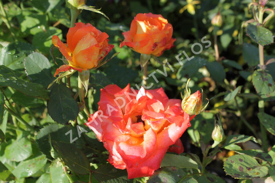 Růže velkokvětá 'DDR' - Rosa VK 'DDR'