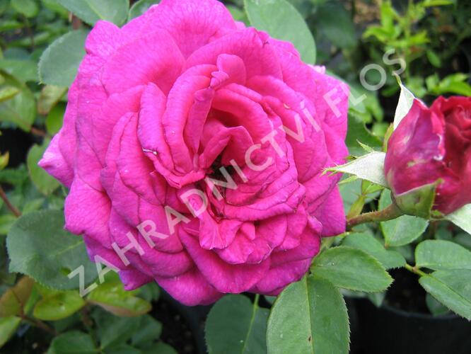 Růže velkokvětá 'Big Purple' - Rosa VK 'Big Purple'