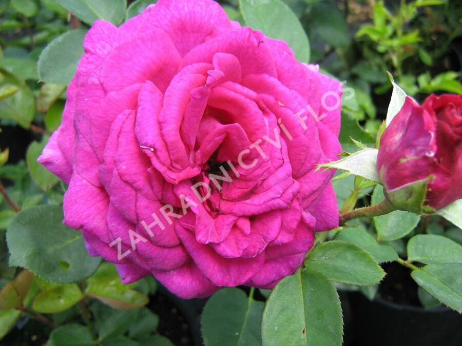 Růže velkokvětá 'Big Purple' - Rosa VK 'Big Purple'