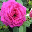 Růže velkokvětá 'Big Purple' - Rosa VK 'Big Purple'