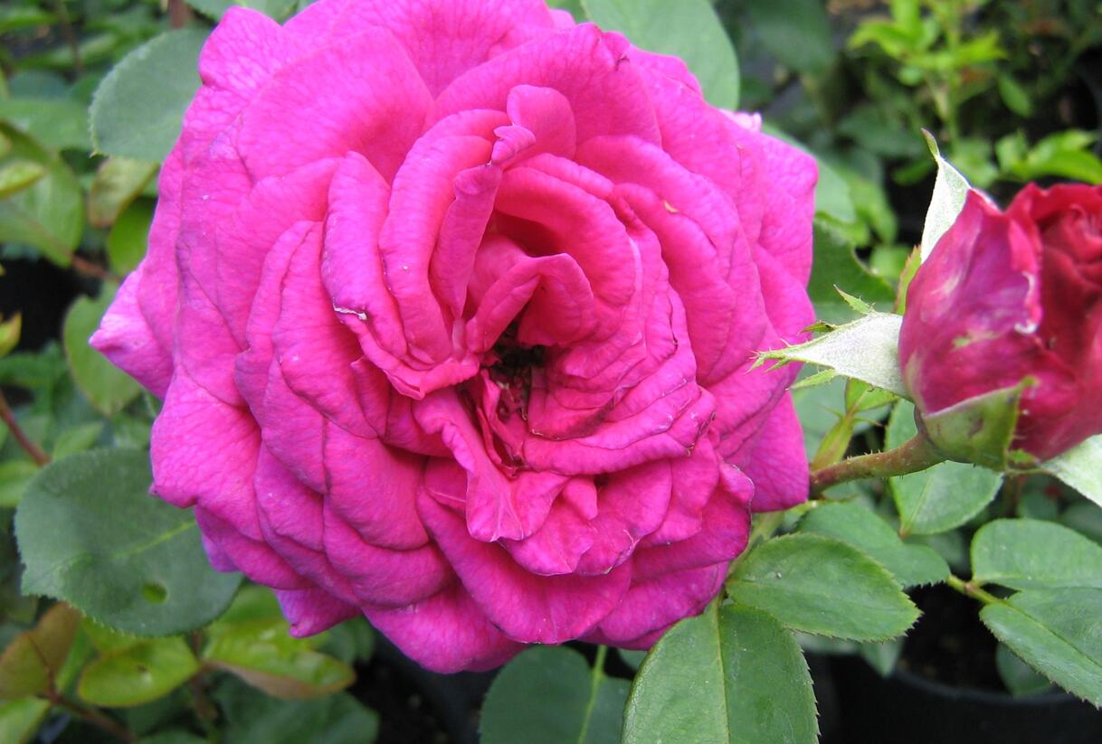 Růže velkokvětá 'Big Purple' - Rosa VK 'Big Purple'