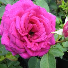 Růže velkokvětá 'Big Purple' - Rosa VK 'Big Purple'