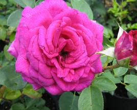 Růže velkokvětá 'Big Purple'
