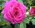 Růže velkokvětá 'Big Purple'