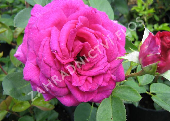 Růže velkokvětá 'Big Purple' - Rosa VK 'Big Purple'
