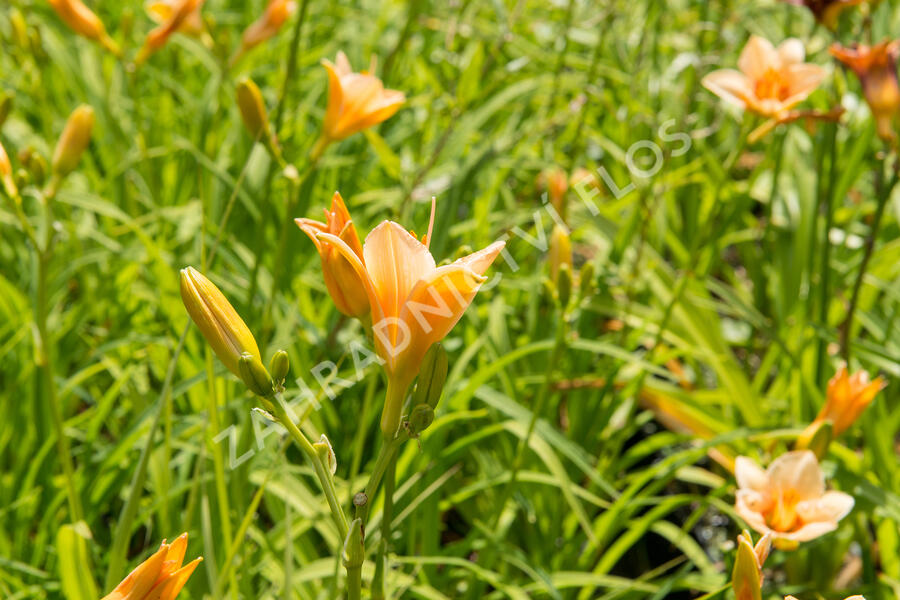 Denivka 'Little Women' - Hemerocallis 'Little Women'