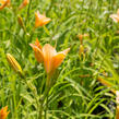Denivka 'Little Women' - Hemerocallis 'Little Women'