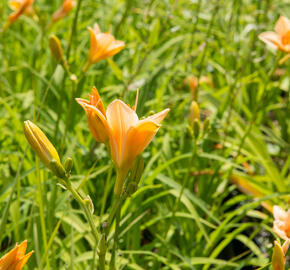 Denivka 'Little Women' - Hemerocallis 'Little Women'