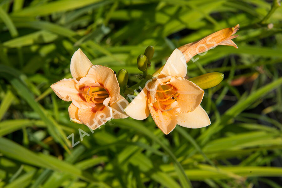Denivka 'Little Women' - Hemerocallis 'Little Women'