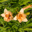 Denivka 'Little Women' - Hemerocallis 'Little Women'