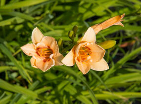 Denivka 'Little Women' - Hemerocallis 'Little Women'