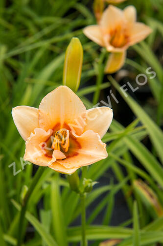 Denivka 'Little Women' - Hemerocallis 'Little Women'