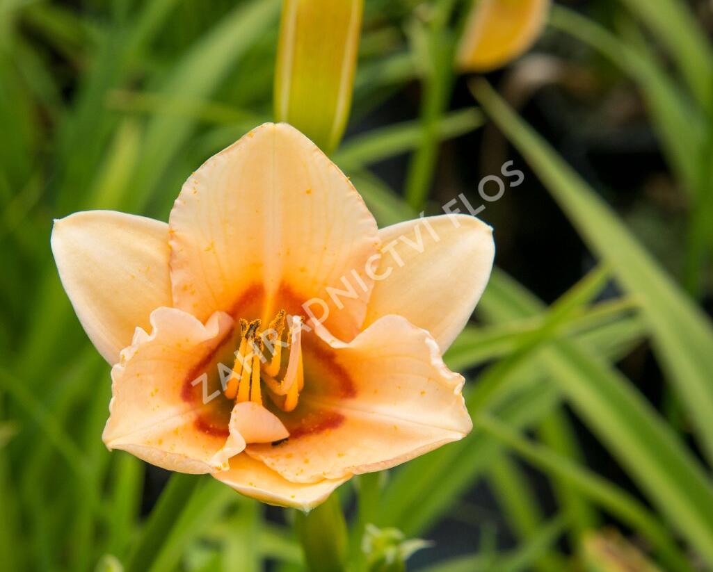 Denivka 'Little Women' - Hemerocallis 'Little Women'