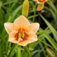 Denivka 'Little Women' - Hemerocallis 'Little Women'