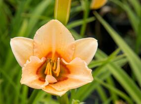 Denivka 'Little Women' - Hemerocallis 'Little Women'