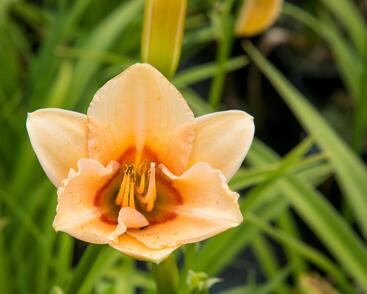 Denivka 'Little Women'