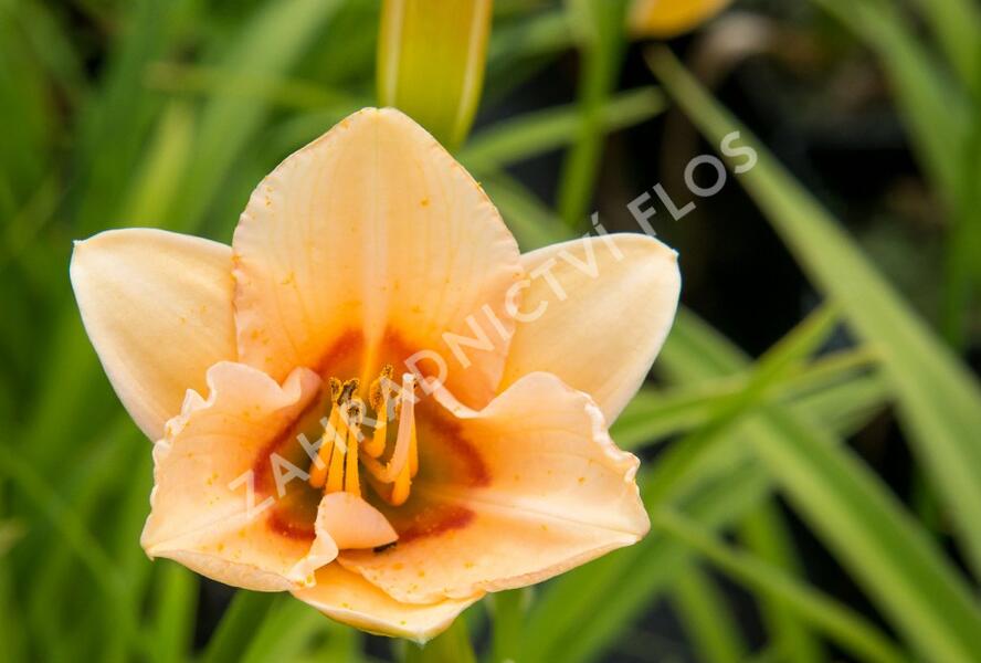 Denivka 'Little Women' - Hemerocallis 'Little Women'
