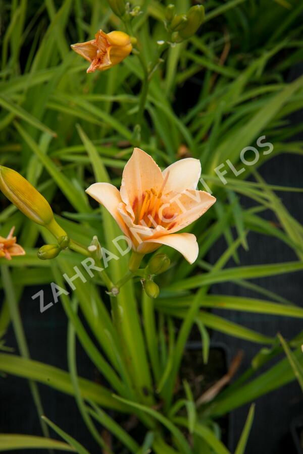 Denivka 'Little Women' - Hemerocallis 'Little Women'
