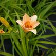 Denivka 'Little Women' - Hemerocallis 'Little Women'