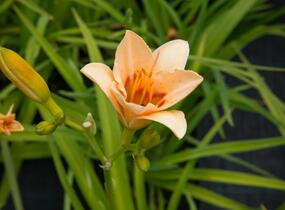 Denivka 'Little Women' - Hemerocallis 'Little Women'
