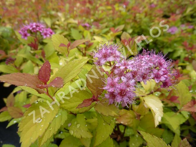 Tavolník japonský 'Magic Carpet' - Spiraea japonica 'Magic Carpet'