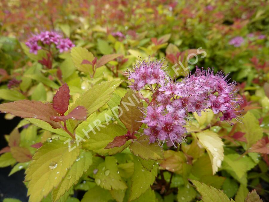 Tavolník japonský 'Magic Carpet' - Spiraea japonica 'Magic Carpet'