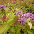 Tavolník japonský 'Magic Carpet' - Spiraea japonica 'Magic Carpet'