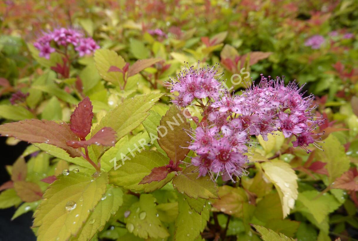 Tavolník japonský 'Magic Carpet' - Spiraea japonica 'Magic Carpet'