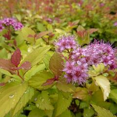 Tavolník japonský 'Magic Carpet' - Spiraea japonica 'Magic Carpet'