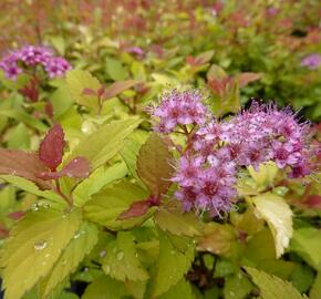 Tavolník japonský 'Magic Carpet' - Spiraea japonica 'Magic Carpet'