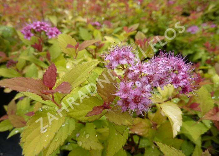 Tavolník japonský 'Magic Carpet' - Spiraea japonica 'Magic Carpet'