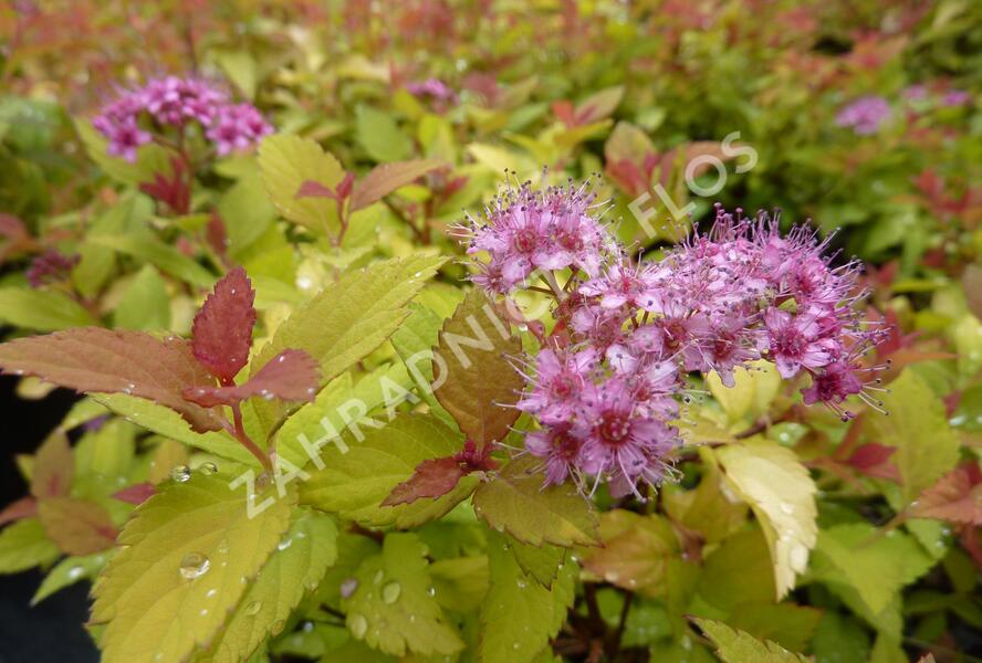 Tavolník japonský 'Magic Carpet' - Spiraea japonica 'Magic Carpet'