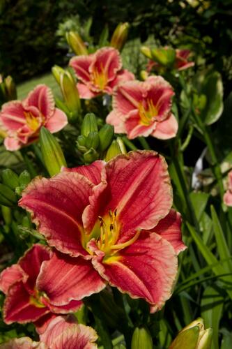 Denivka 'Little Anna Rosa' - Hemerocallis 'Little Anna Rosa'