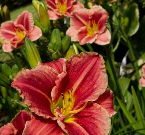 Denivka 'Little Anna Rosa' - Hemerocallis 'Little Anna Rosa'