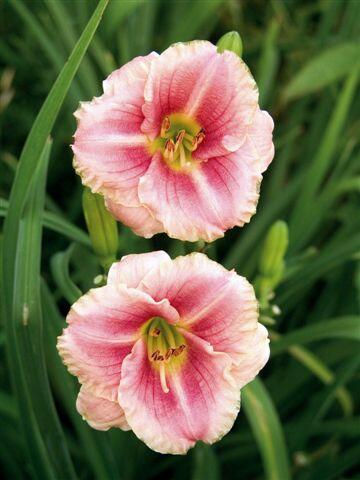 Denivka 'Little Anna Rosa' - Hemerocallis 'Little Anna Rosa'