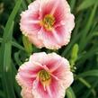 Denivka 'Little Anna Rosa' - Hemerocallis 'Little Anna Rosa'