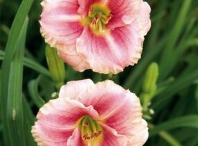 Denivka 'Little Anna Rosa' - Hemerocallis 'Little Anna Rosa'