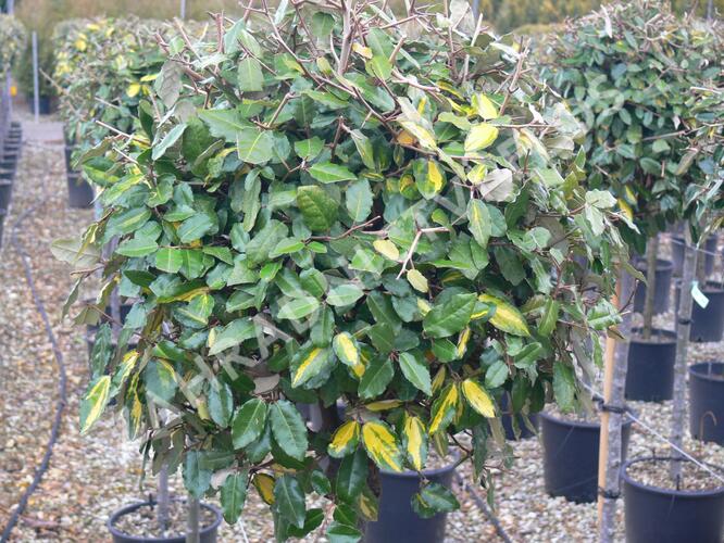 Hlošina pichlavá 'Maculata' - Elaeagnus pungens 'Maculata'