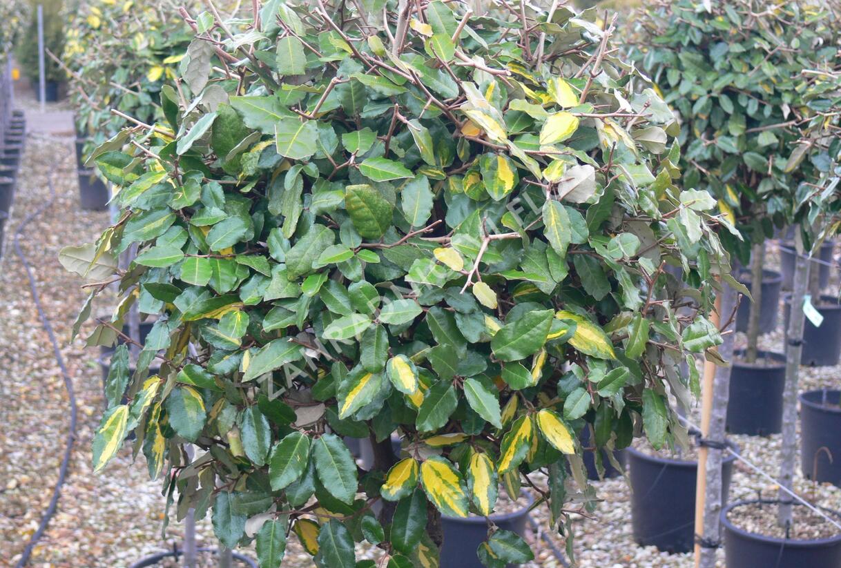 Hlošina pichlavá 'Maculata' - Elaeagnus pungens 'Maculata'