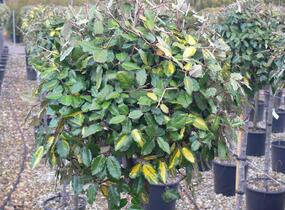 Hlošina pichlavá 'Maculata' - Elaeagnus pungens 'Maculata'