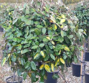 Hlošina pichlavá 'Maculata' - Elaeagnus pungens 'Maculata'