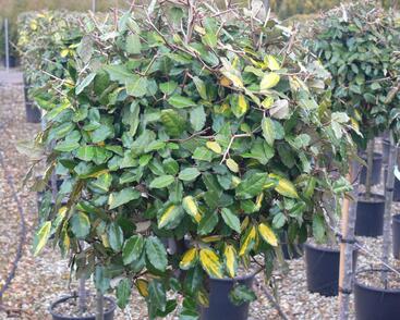 Hlošina pichlavá 'Maculata'