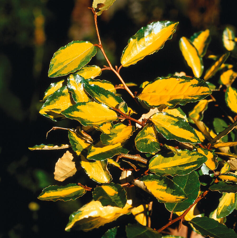 Hlošina pichlavá 'Maculata' - Elaeagnus pungens 'Maculata'