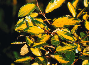 Hlošina pichlavá 'Maculata' - Elaeagnus pungens 'Maculata'