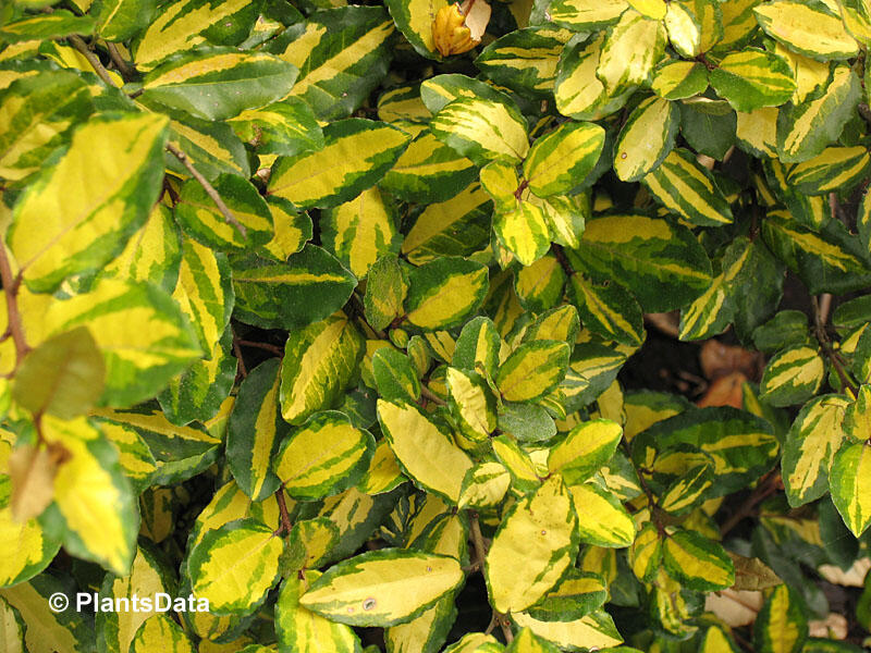 Hlošina pichlavá 'Maculata' - Elaeagnus pungens 'Maculata'