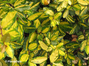 Hlošina pichlavá 'Maculata' - Elaeagnus pungens 'Maculata'