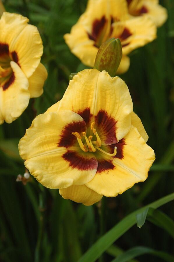 Denivka 'Jason Salter' - Hemerocallis 'Jason Salter'